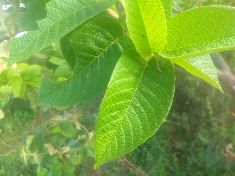 Croton blanchetianus, photographed by Breno Figueiredo