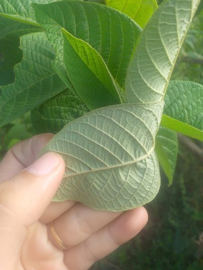 Croton blanchetianus, photographed by Breno Figueiredo