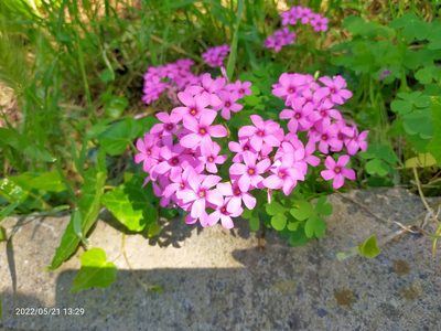 Oxalis articulata, photographed by AnimalObserverDeniz321