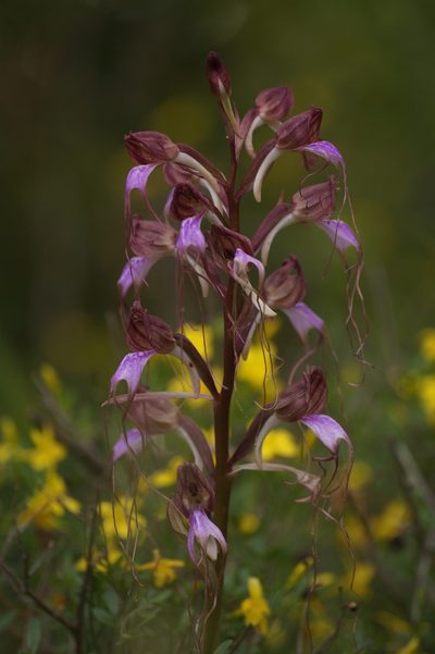 Himantoglossum comperianum, photographed by Sergey Cherkasov