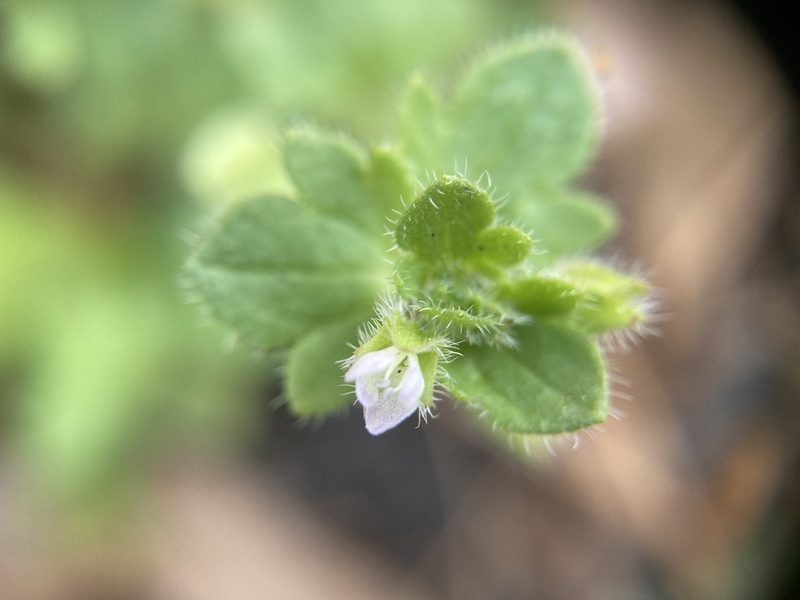 Veronica hederifolia, photographed by Dilrukshan Priyantha Wijesinghe
