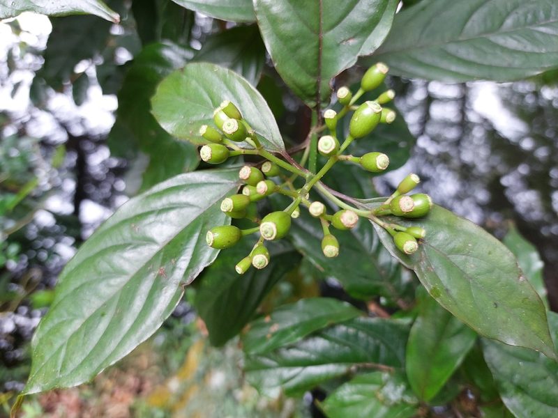 Mussaenda parviflora, photographed by 胡正恆(Jackson Hu)
