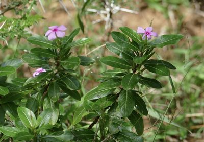 Catharanthus roseus, photographed by Jean-Paul Boerekamps