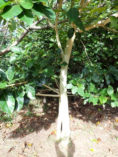 Ficus bubu, photographed by Jean-Paul Boerekamps