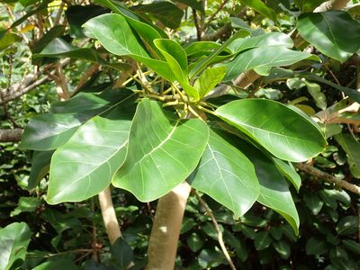 Ficus bubu, photographed by Jean-Paul Boerekamps