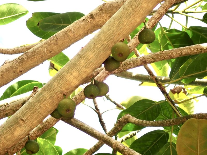 Ficus bubu, photographed by Jean-Paul Boerekamps