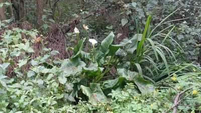 Zantedeschia aethiopica, photographed by Elizabete Marchante