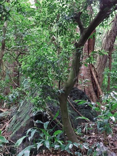Symplocos sumuntia, photographed by 胡正恆(Jackson Hu)