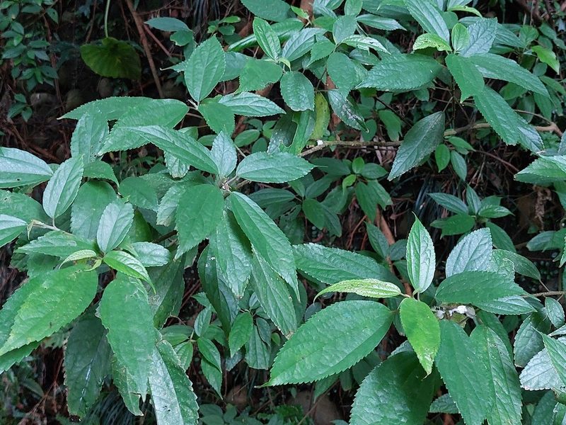 Oreocnide pedunculata, photographed by 胡正恆(Jackson Hu)