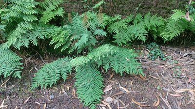 Osmunda regalis, photographed by Elizabete Marchante