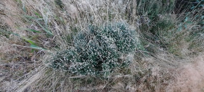 Acrothamnus hookeri, photographed by spacegecko