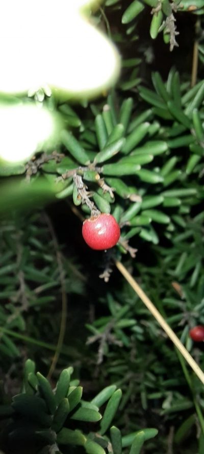 Acrothamnus hookeri, photographed by spacegecko