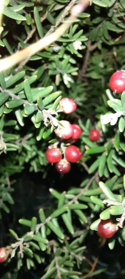 Acrothamnus hookeri, photographed by spacegecko