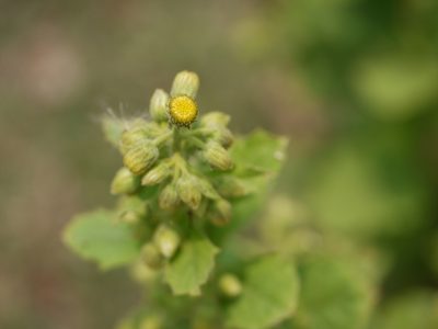 Blumea lacera, photographed by Dinesh Valke
