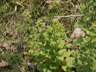 Blumea lacera, photographed by Dinesh Valke