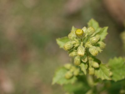Blumea lacera, photographed by Dinesh Valke