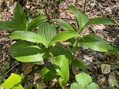 Veratrum viride, photographed by Tom Scavo