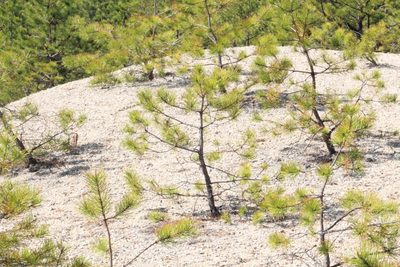 Pinus rigida, photographed by Steven Lamonde