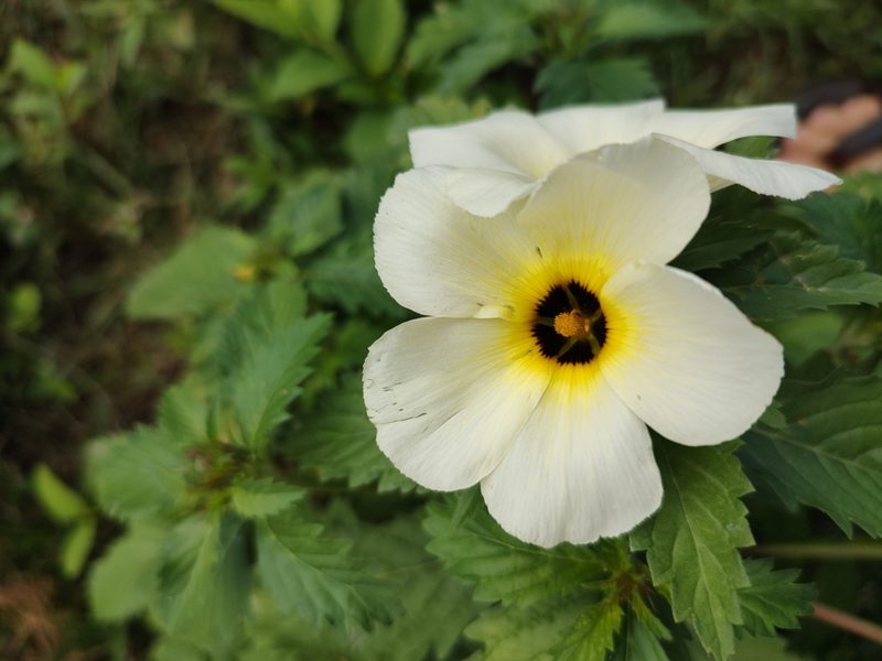 Turnera subulata, photographed by Breno Figueiredo