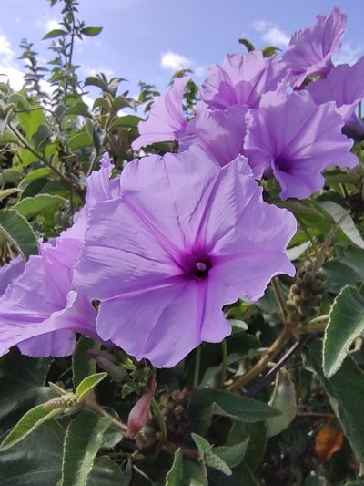Ipomoea bahiensis, photographed by Breno Figueiredo