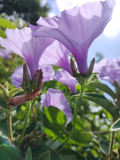 Ipomoea bahiensis, photographed by Breno Figueiredo