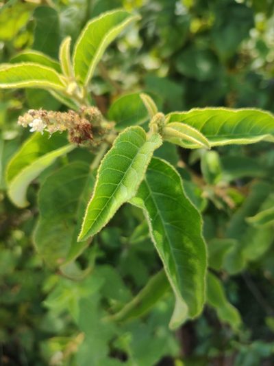 Croton heliotropiifolius, photographed by Breno Figueiredo