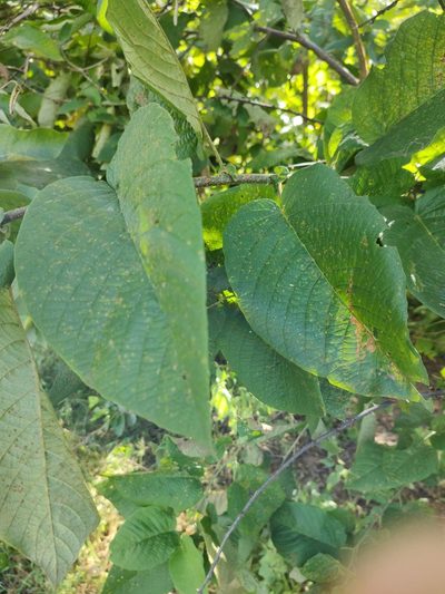 Croton blanchetianus, photographed by Breno Figueiredo