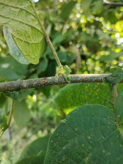 Croton blanchetianus, photographed by Breno Figueiredo