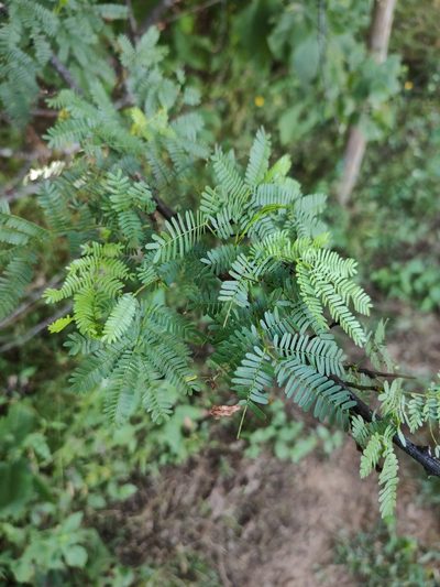 Mimosa tenuiflora, photographed by Breno Figueiredo