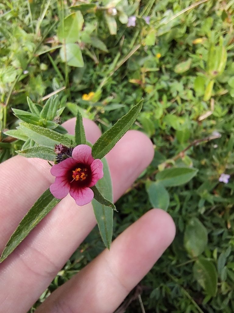 Sida castanocarpa, photographed by Breno Figueiredo