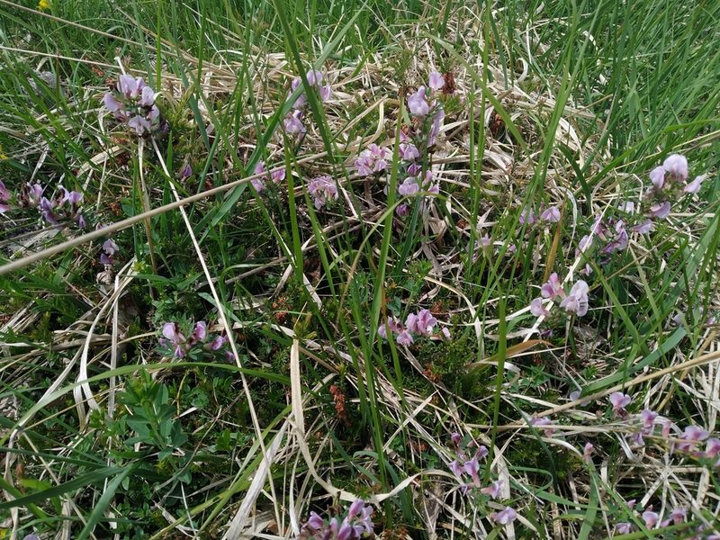 Chamaecytisus purpureus, photographed by Margherita Ferraiuolo