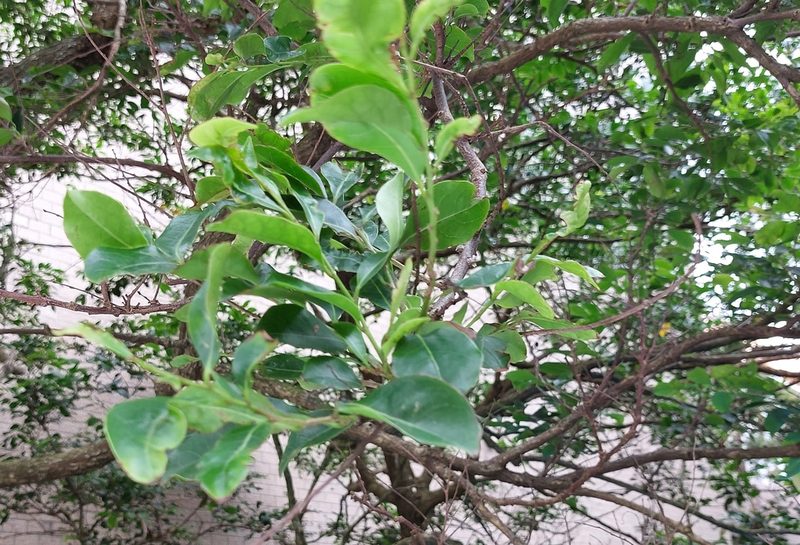Glochidion rubrum, photographed by 胡正恆(Jackson Hu)