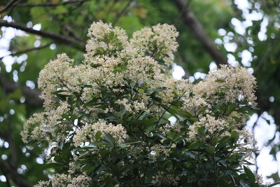 Ardisia sieboldii, photographed by 胡正恆(Jackson Hu)
