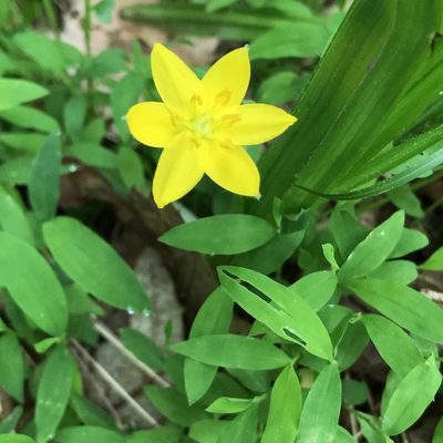 Hypoxis hirsuta, photographed by syvwlch