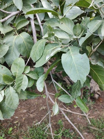 Combretum leprosum, photographed by Breno Figueiredo