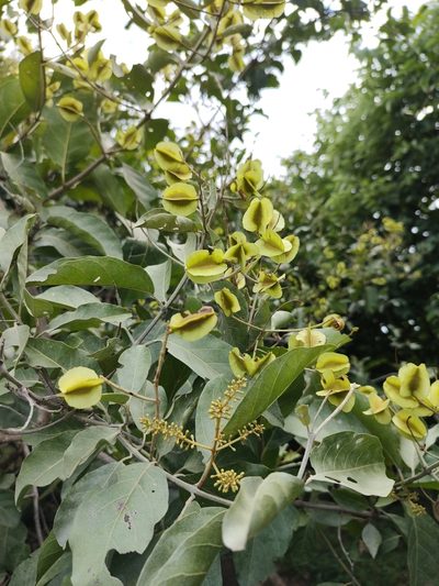 Combretum leprosum, photographed by Breno Figueiredo