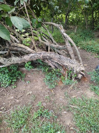 Combretum leprosum, photographed by Breno Figueiredo