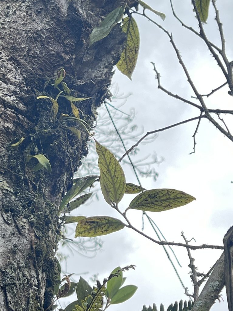 Ocotea pedicellata, photographed by Nicolás Baresch Uribe