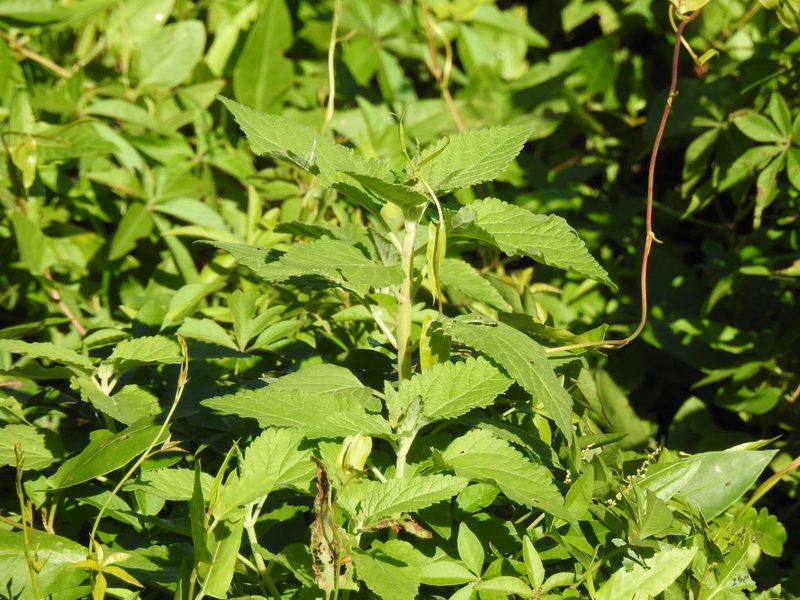 Teucrium vesicarium, photographed by Eduardo Luis Beltrocco