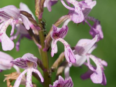 Orchis militaris, photographed by Andreas Stiller