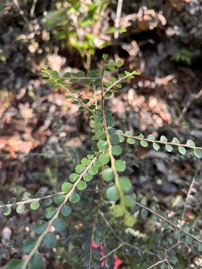 Casearia staffordiae, photographed by caymanmatt