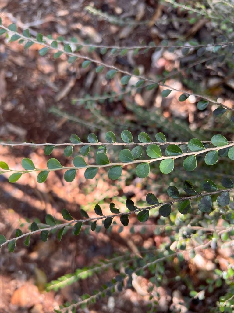 Casearia staffordiae, photographed by caymanmatt