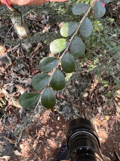 Casearia staffordiae, photographed by caymanmatt