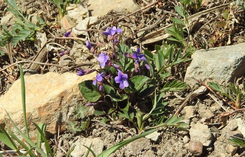 Viola variegata, photographed by Анна Васильченко