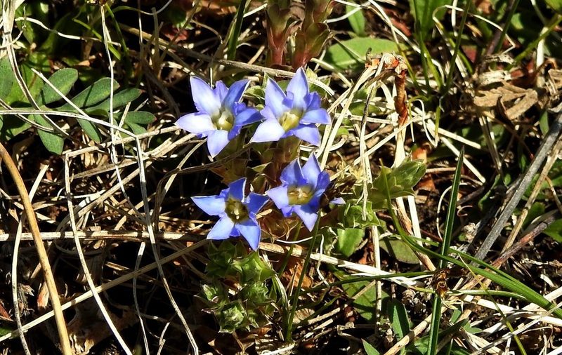 Gentiana squarrosa, photographed by Анна Васильченко