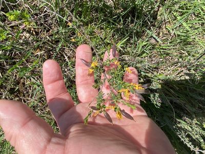 Genista anglica, photographed by James Clow