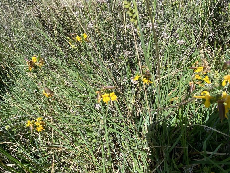 Genista anglica, photographed by James Clow