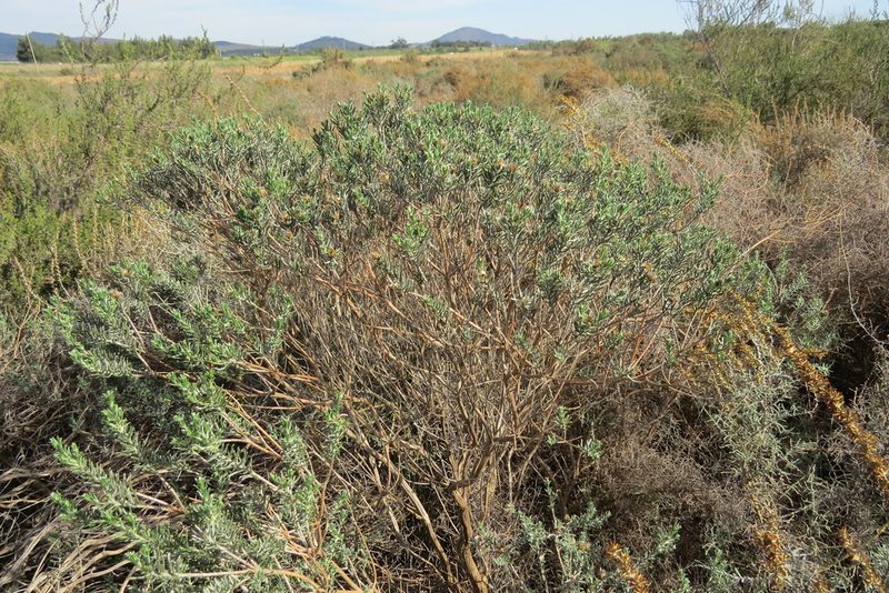 Oedera fruticosa, photographed by Paul Emms