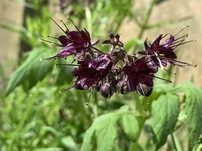Hydrophyllum tenuipes