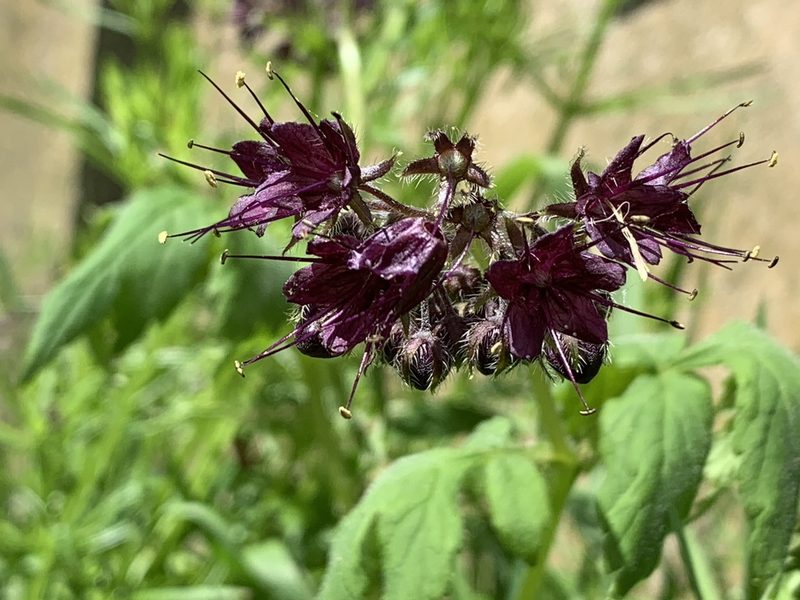 Hydrophyllum tenuipes, photographed by Holly Sanderson